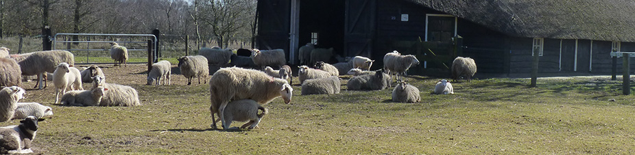 Camping bij de Schaapskooi